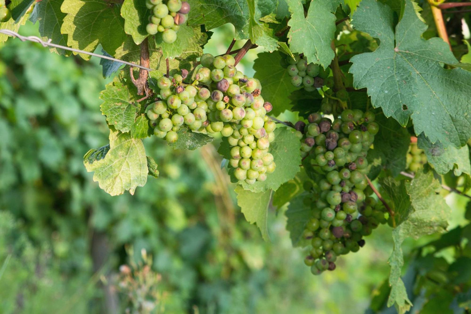 Weingut / Gaestehaus Gerlach Ürzig المظهر الخارجي الصورة
