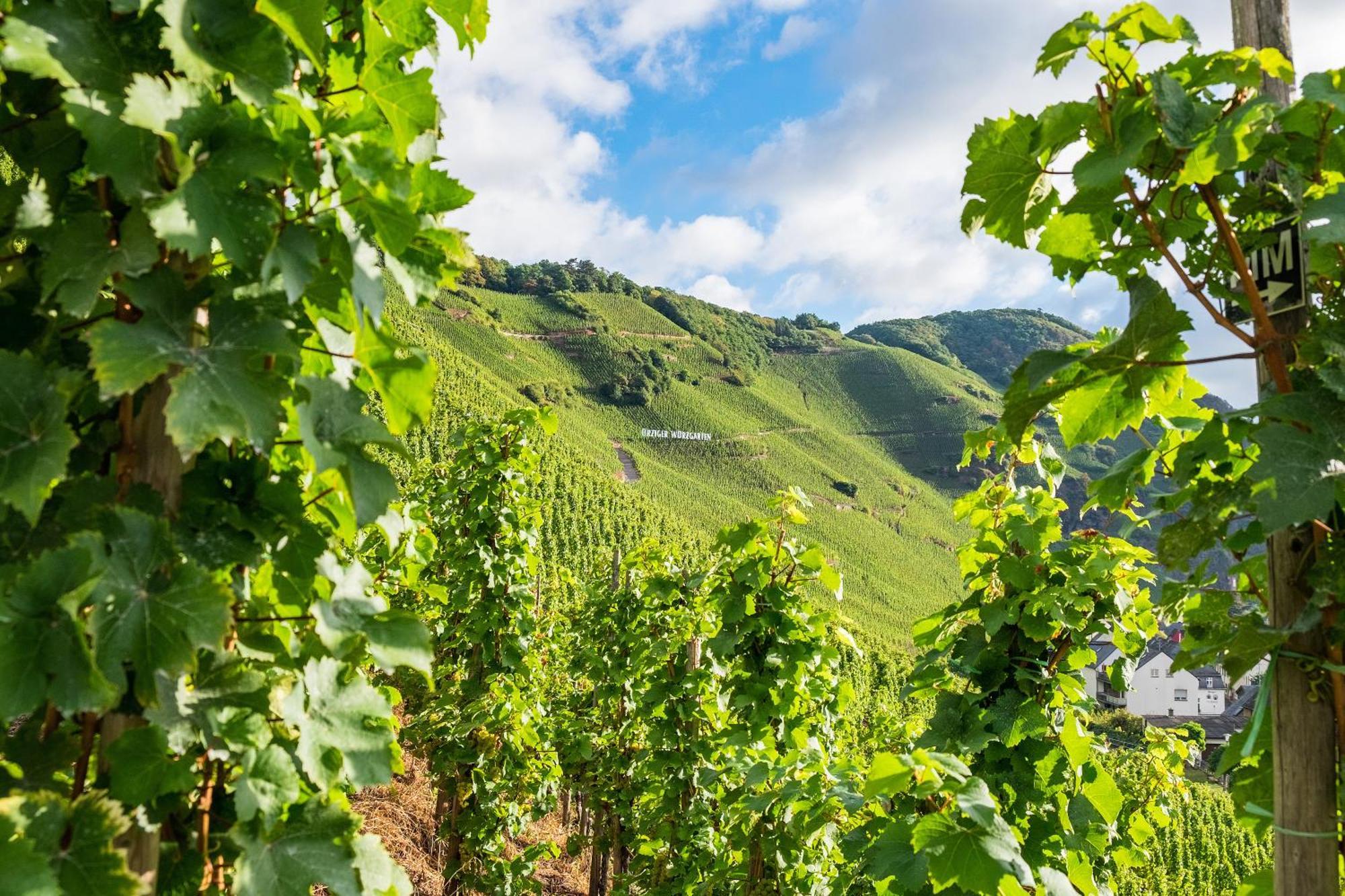 Weingut / Gaestehaus Gerlach Ürzig المظهر الخارجي الصورة