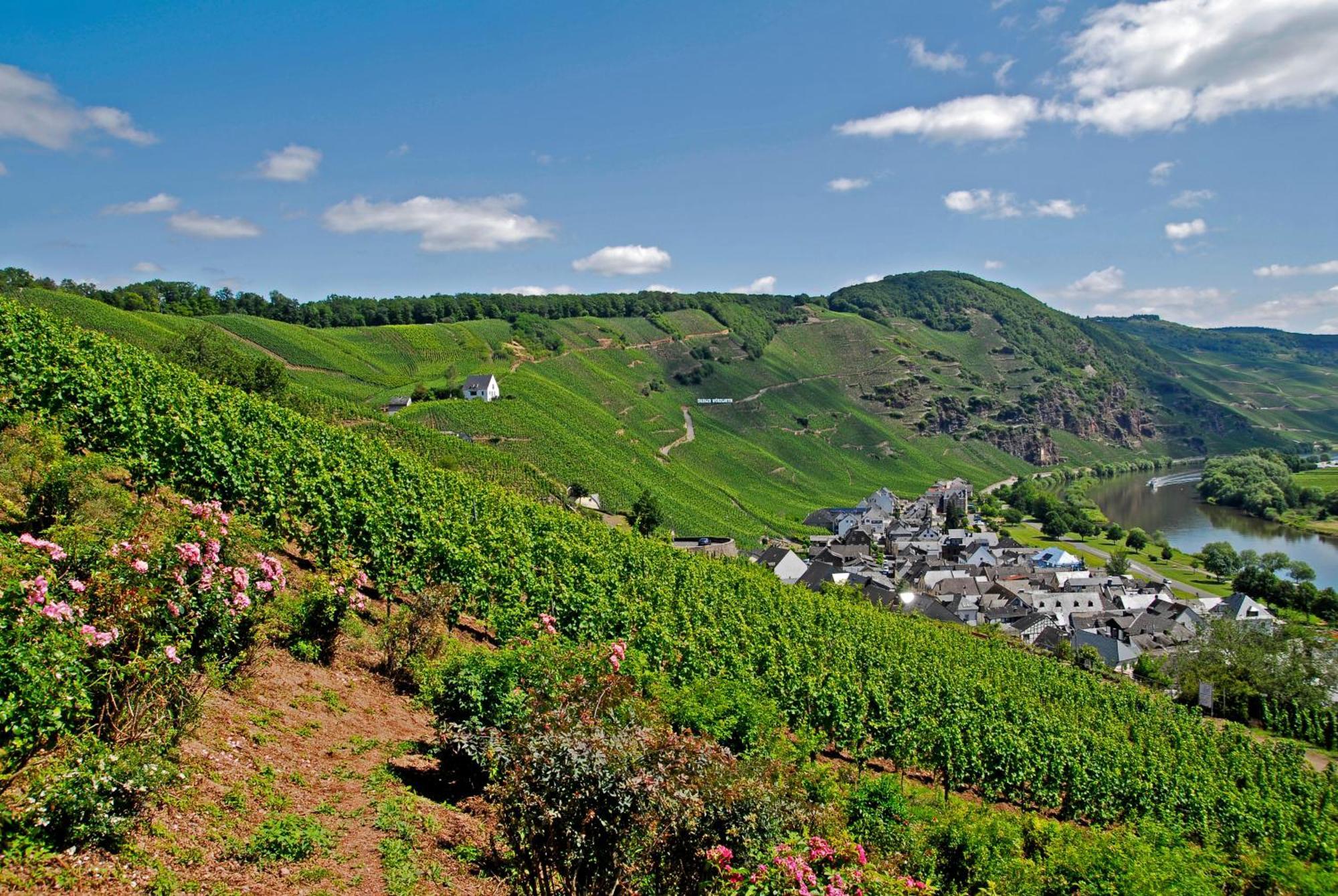 Weingut / Gaestehaus Gerlach Ürzig المظهر الخارجي الصورة