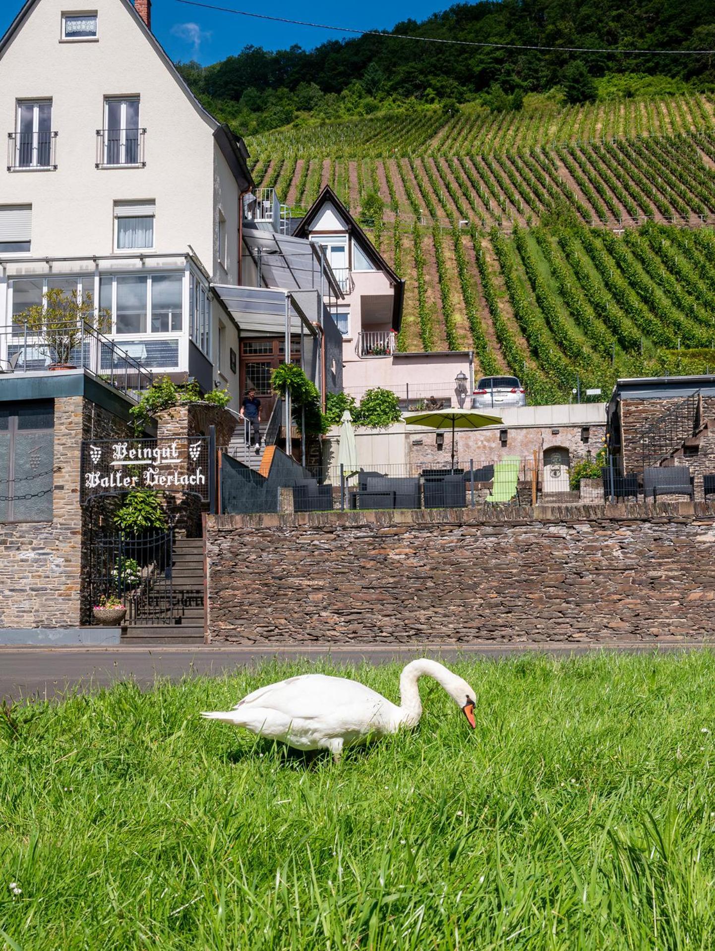 Weingut / Gaestehaus Gerlach Ürzig المظهر الخارجي الصورة