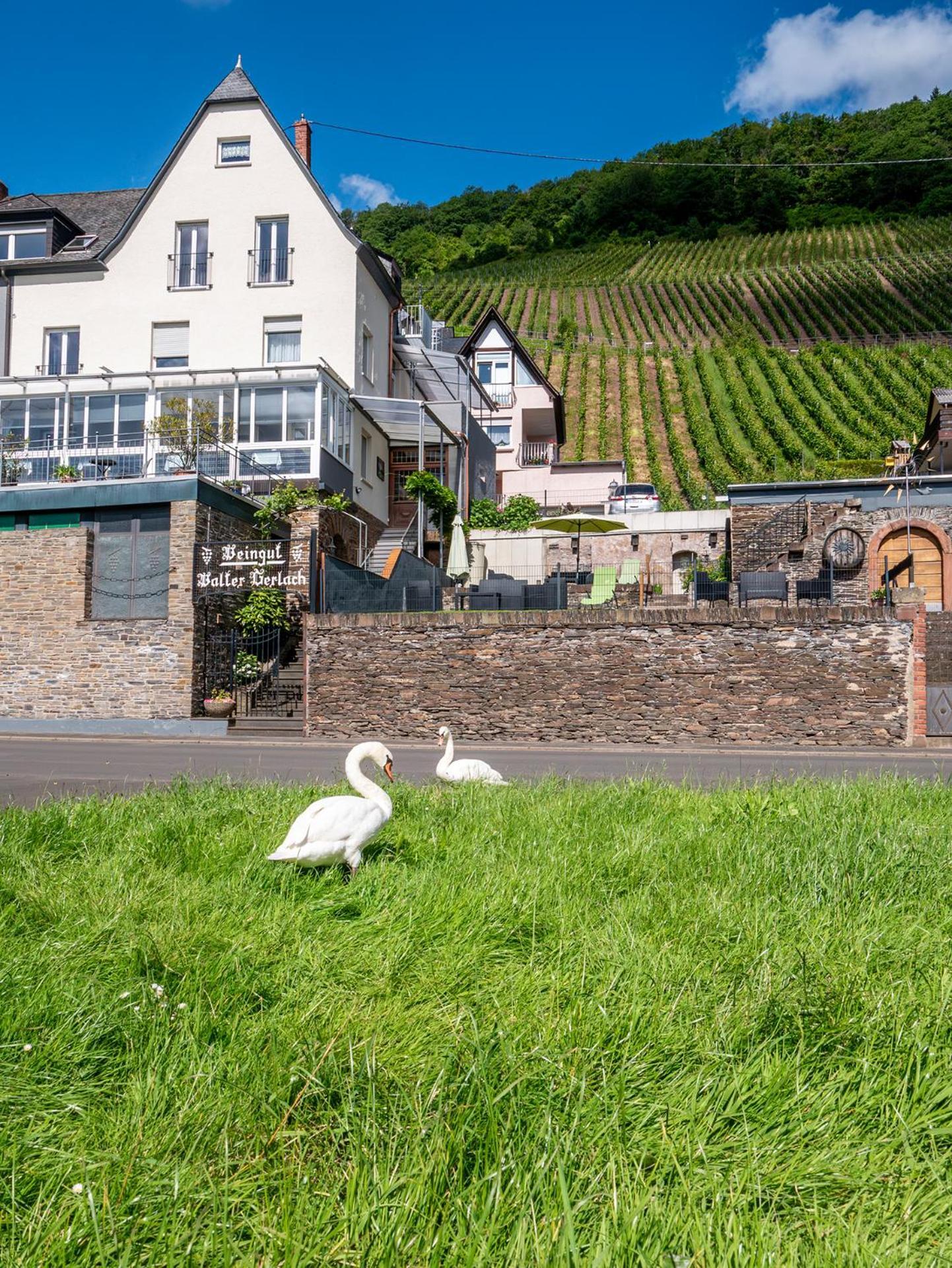 Weingut / Gaestehaus Gerlach Ürzig المظهر الخارجي الصورة